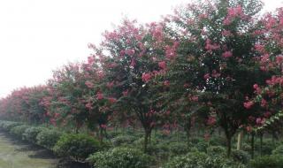 痒痒树是什么植物 痒痒树是什么植物