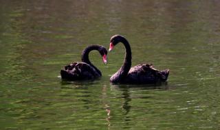 石家庄订票电话 石家庄订票电话