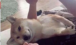 学校组织学生砸手机 学校组织学生砸手机