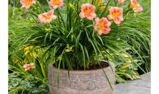 杭州金娃娃儿童摄影 杭州金娃娃儿童摄影