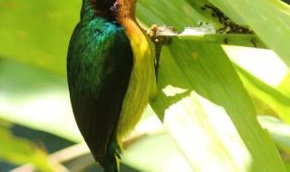 太阳鸟电影 太阳鸟电影