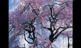 尘缘费玉清 尘缘费玉清