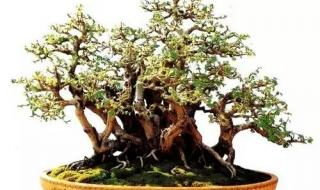 春晓为什么有两个作者 春晓为什么有两个作者