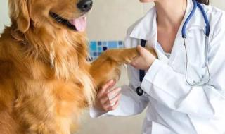 战斗宠物训练师在哪