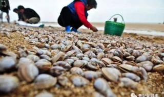 曹妃甸潮汐表查询2020 曹妃甸潮汐表查询2020