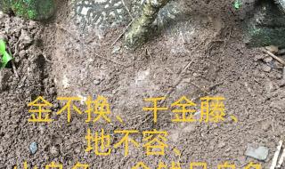 千金藤根部图片 千金藤根部图片